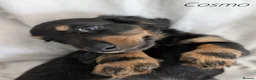 Miniature Dachshund dogs for sale: Miniature Longhaired Dachshund Puppies - Advert 2