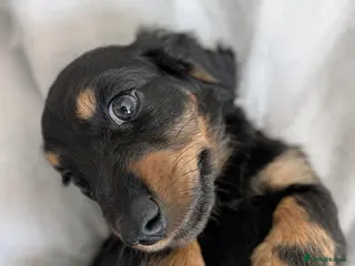 Miniature Dachshund dogs Miniature Longhaired Dachshund Puppies - Advert 17