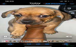 Mixed Breed dogs for sale: French Bull Weiner dogs 6 weeks old  - Image 6