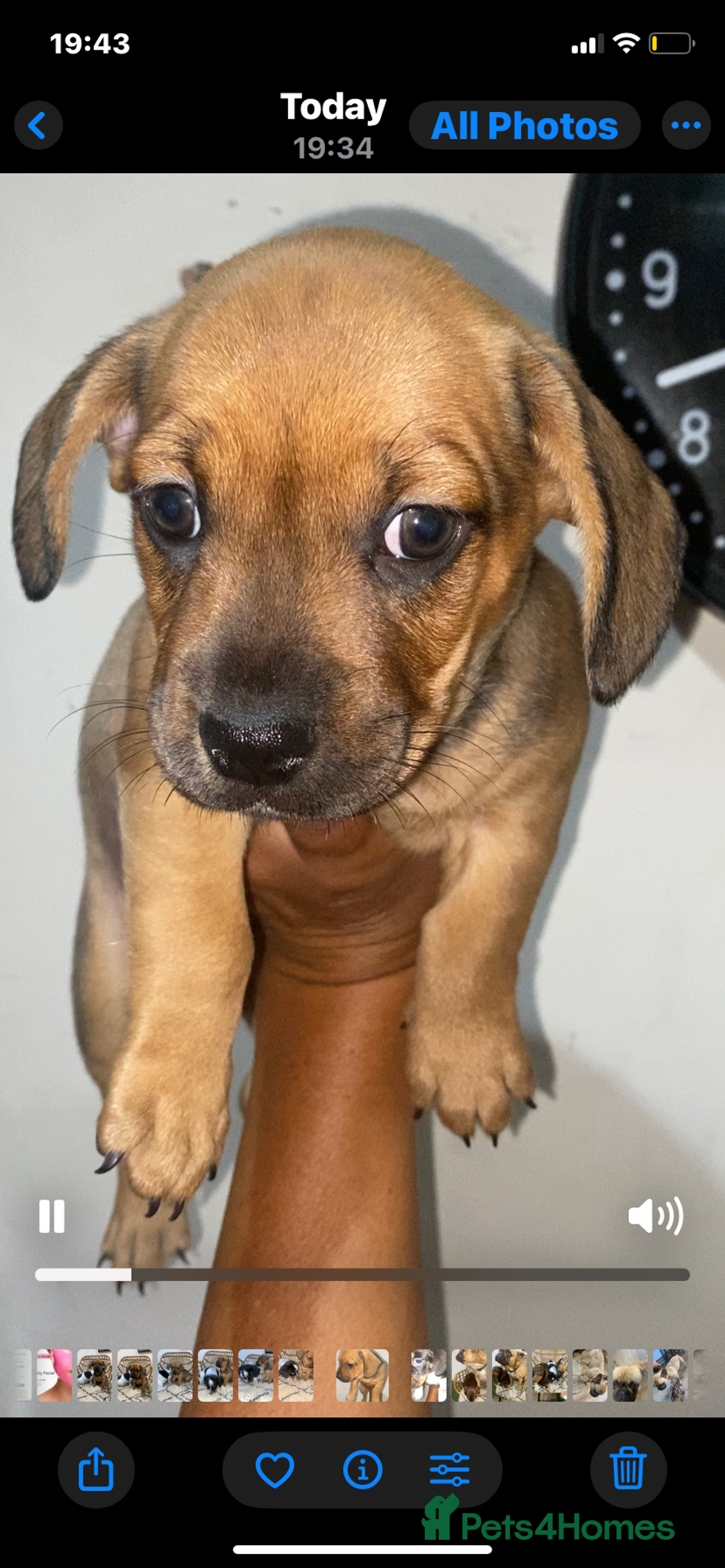 Mixed Breed dogs for sale: French Bull Weiner dogs 6 weeks old  - Image 6