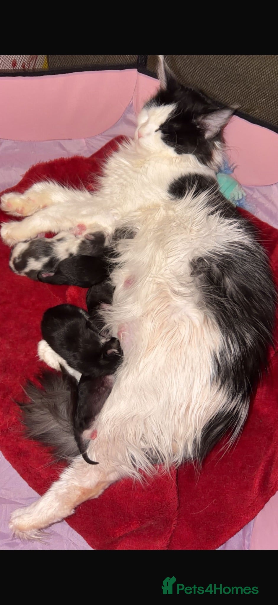Maine Coon cats 2 Mainecoon kittens both girls - Advert 1