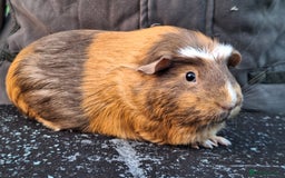 Guinea Pig rodents for sale: Pretty female guinea pigs for sale  - Image 2