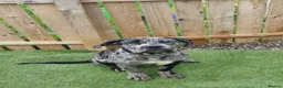 Mixed Breed dogs for sale: Cane corso x female black merle puppy in Lochgelly - Advert 3