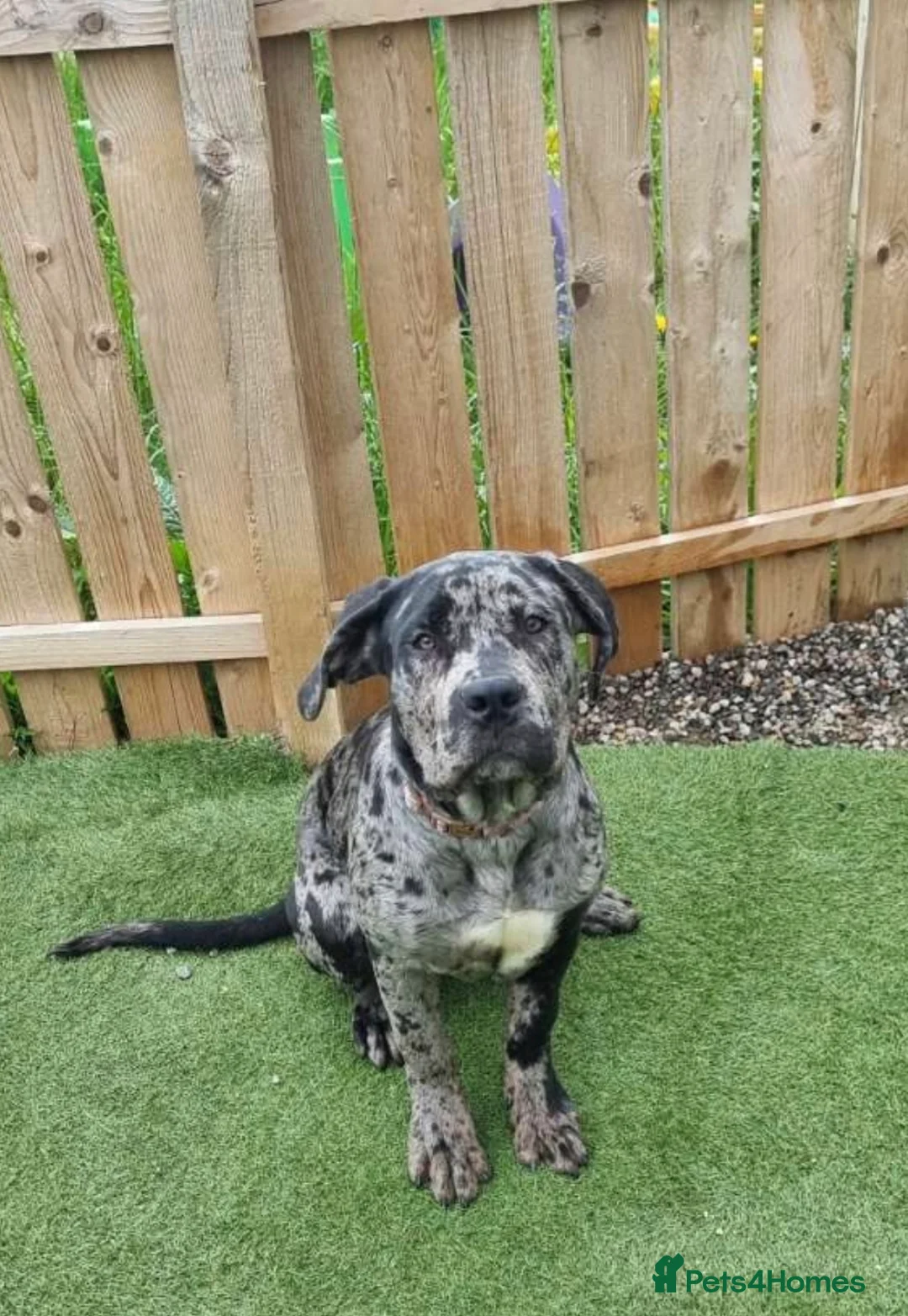 Mixed Breed dogs for sale: Cane corso x female black merle puppy in Lochgelly - Advert 3