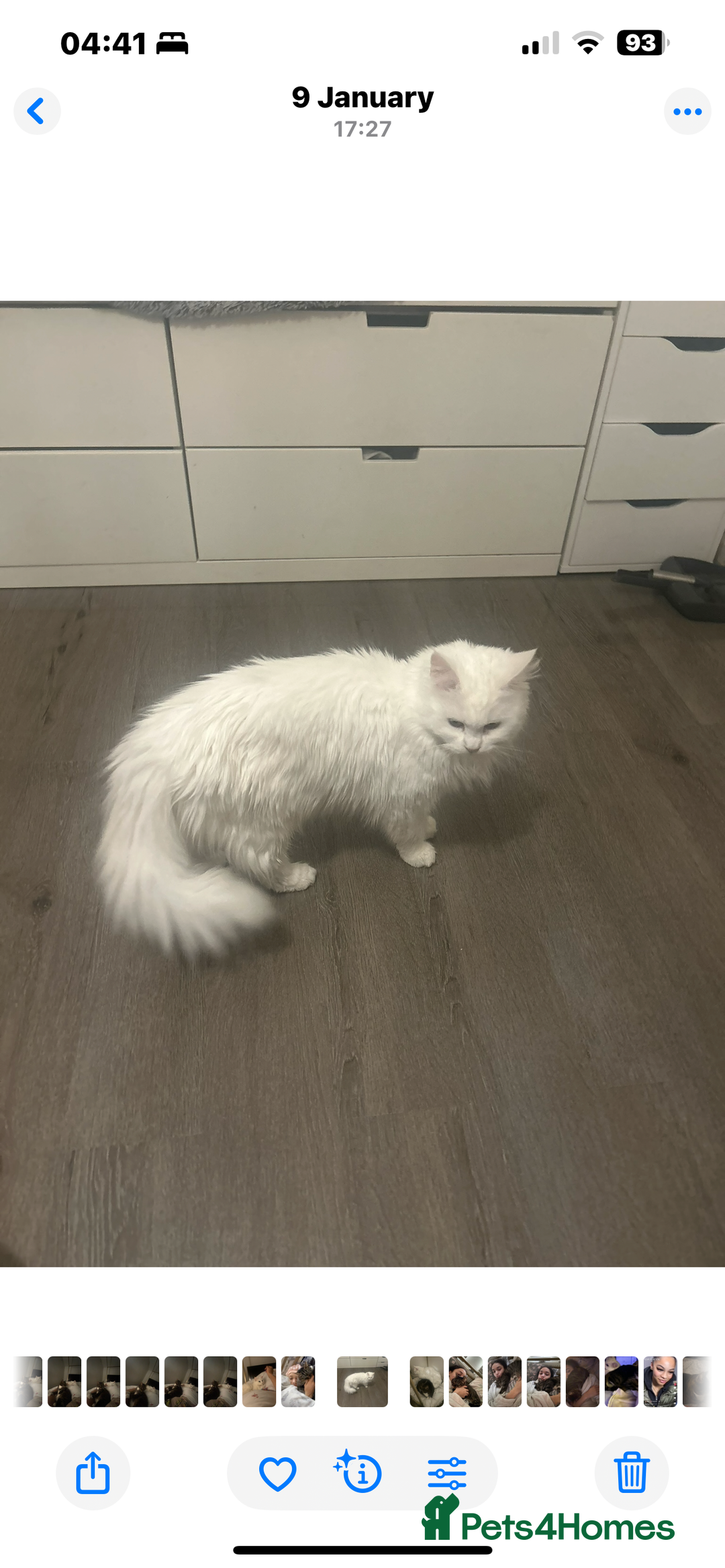 Maine Coon cats for sale: Pure bred Maine coon - Advert 3