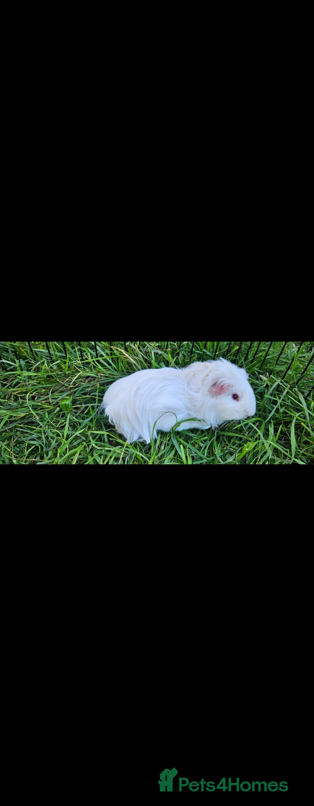 Guinea Pig rodents for sale: Guinea pigs  - Advert 2