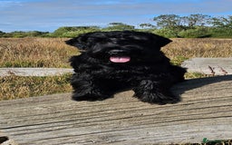 Giant Schnauzer dogs for stud: Giant Schnauzer for stud - Image 21
