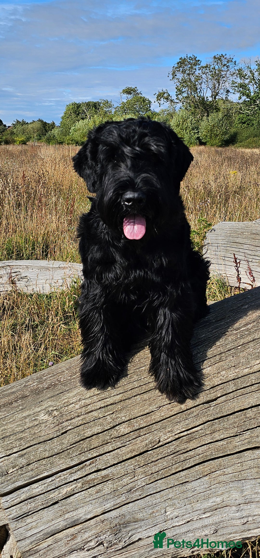 Giant Schnauzer dogs for stud: Giant Schnauzer for stud - Image 21