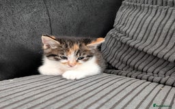 Mixed Breed cats for sale: Kitten  - Image 10