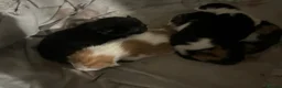 Mixed Breed cats for sale: 4 kittens left - Advert 5