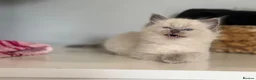Mixed Breed cats for sale: Beautiful Ragdoll Cross Kittens – Available - Advert 12