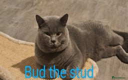British Shorthair cats for stud: British short hair Bud the stud in London - Image 13