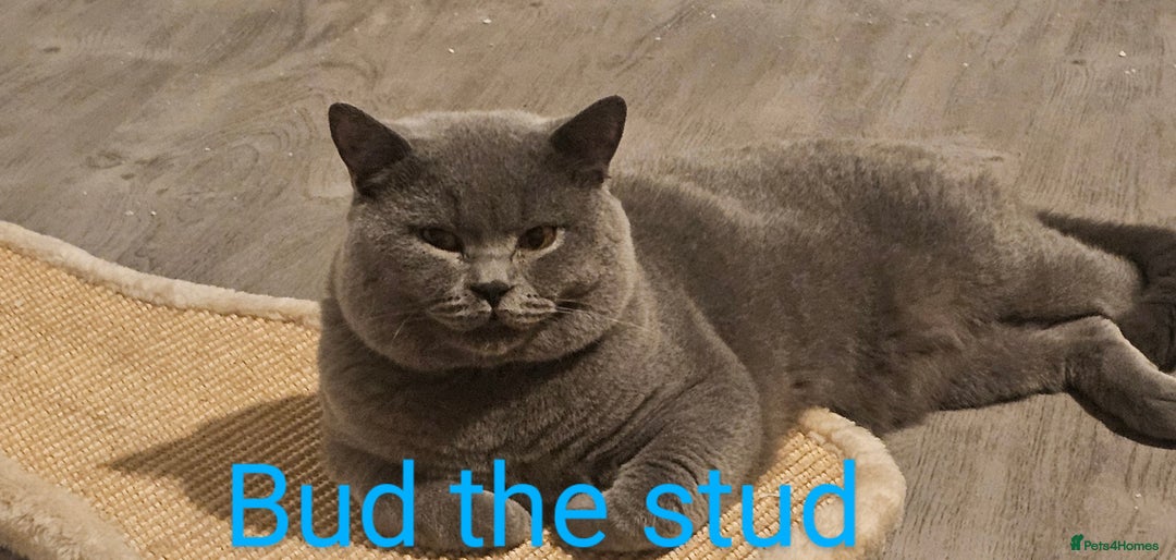 British Shorthair cats for stud: British short hair Bud the stud in London - Image 13
