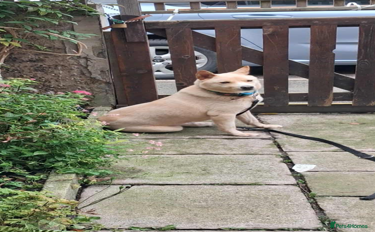 Japanese Shiba Inu dogs in Nottingham - Advert 14