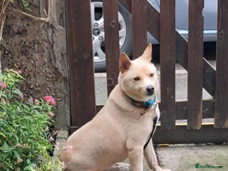 Japanese Shiba Inu dogs jimmy 4 shiba mix meat trade survivor in Nottingham - Advert 1