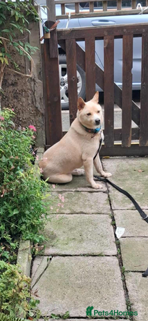 Japanese Shiba Inu dogs in Nottingham - Advert 1