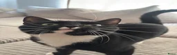 Domestic Shorthair cats for sale: Rory, 3 years in Surbiton - Advert 3