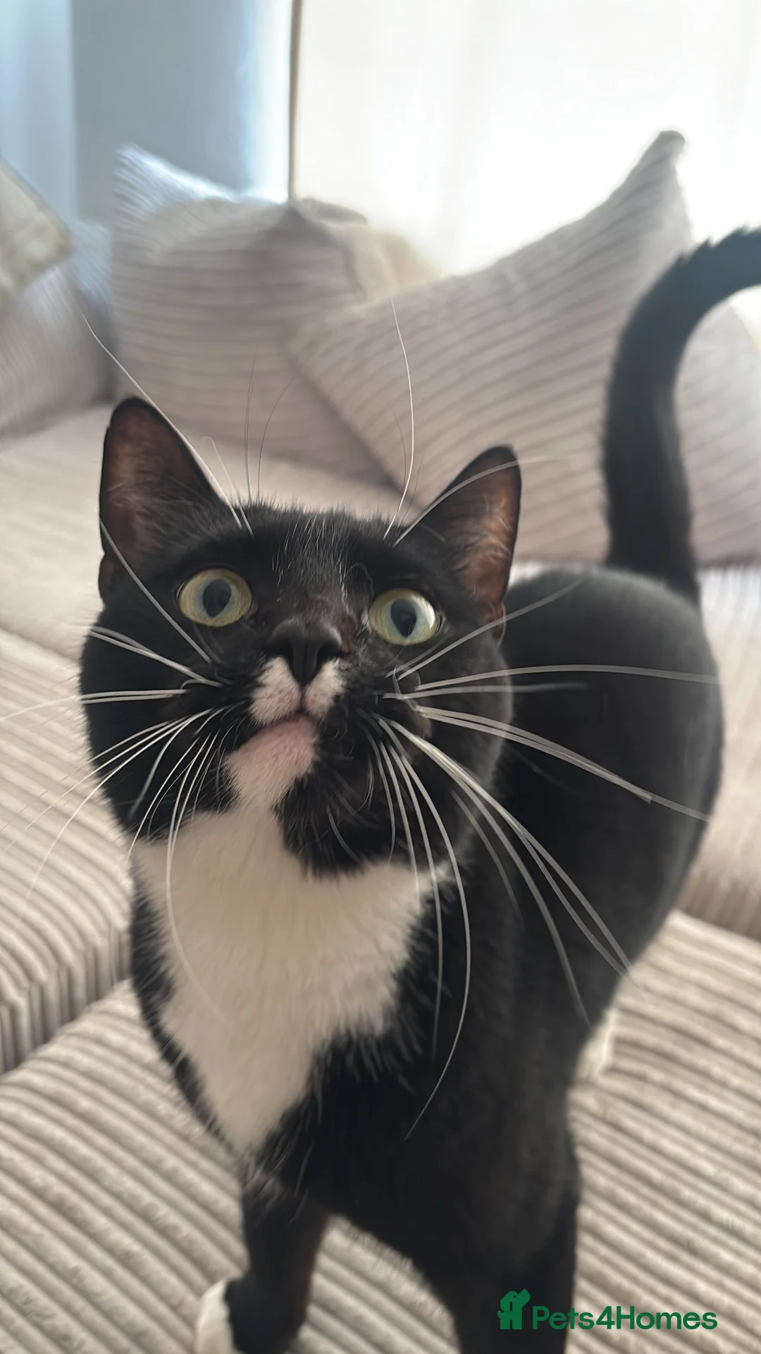 Domestic Shorthair cats for sale: Rory, 3 years in Surbiton - Advert 3