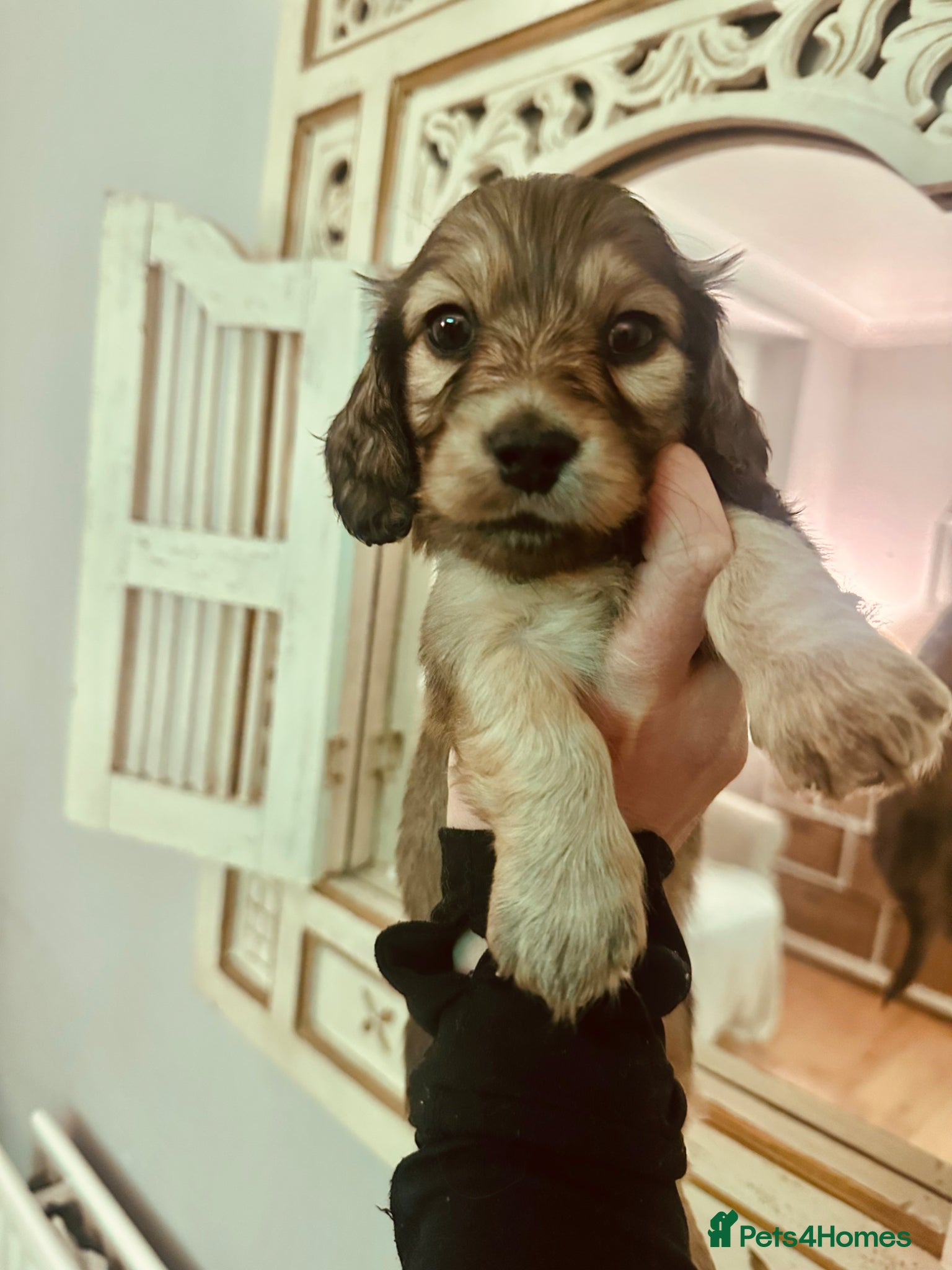 Miniature Dachshund dogs 5 star Licensed family Breeder Shaded Creams - Advert 12