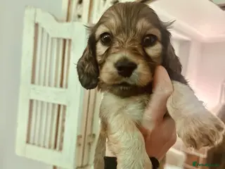 Miniature Dachshund dogs 5 star Licensed family Breeder Shaded Creams - Advert 12