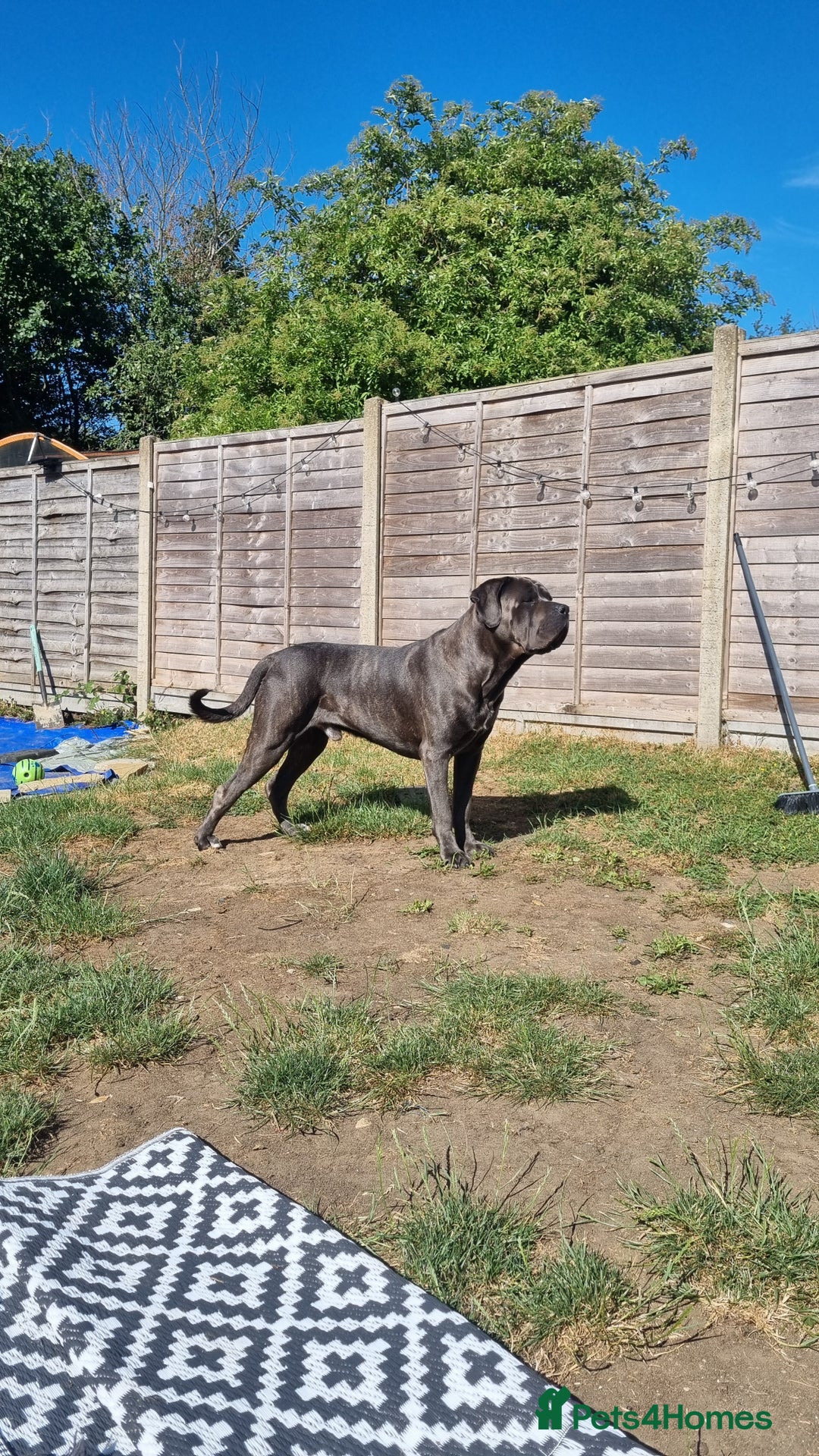 Cane Corso dogs for stud: 60kg Cane-corso stud - Image 8