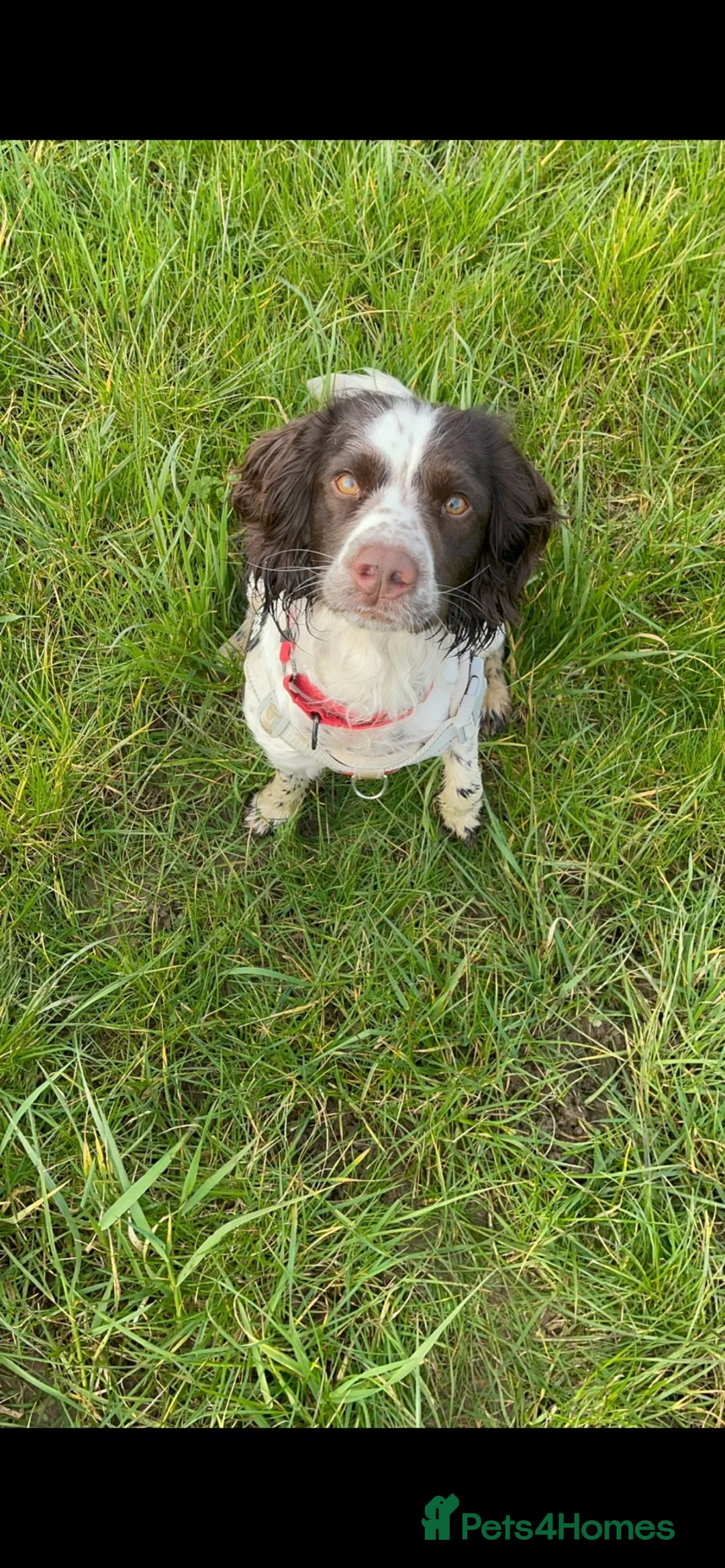 Sprocker dogs for sale: Sprocker spaniel for rehoming - Advert 4