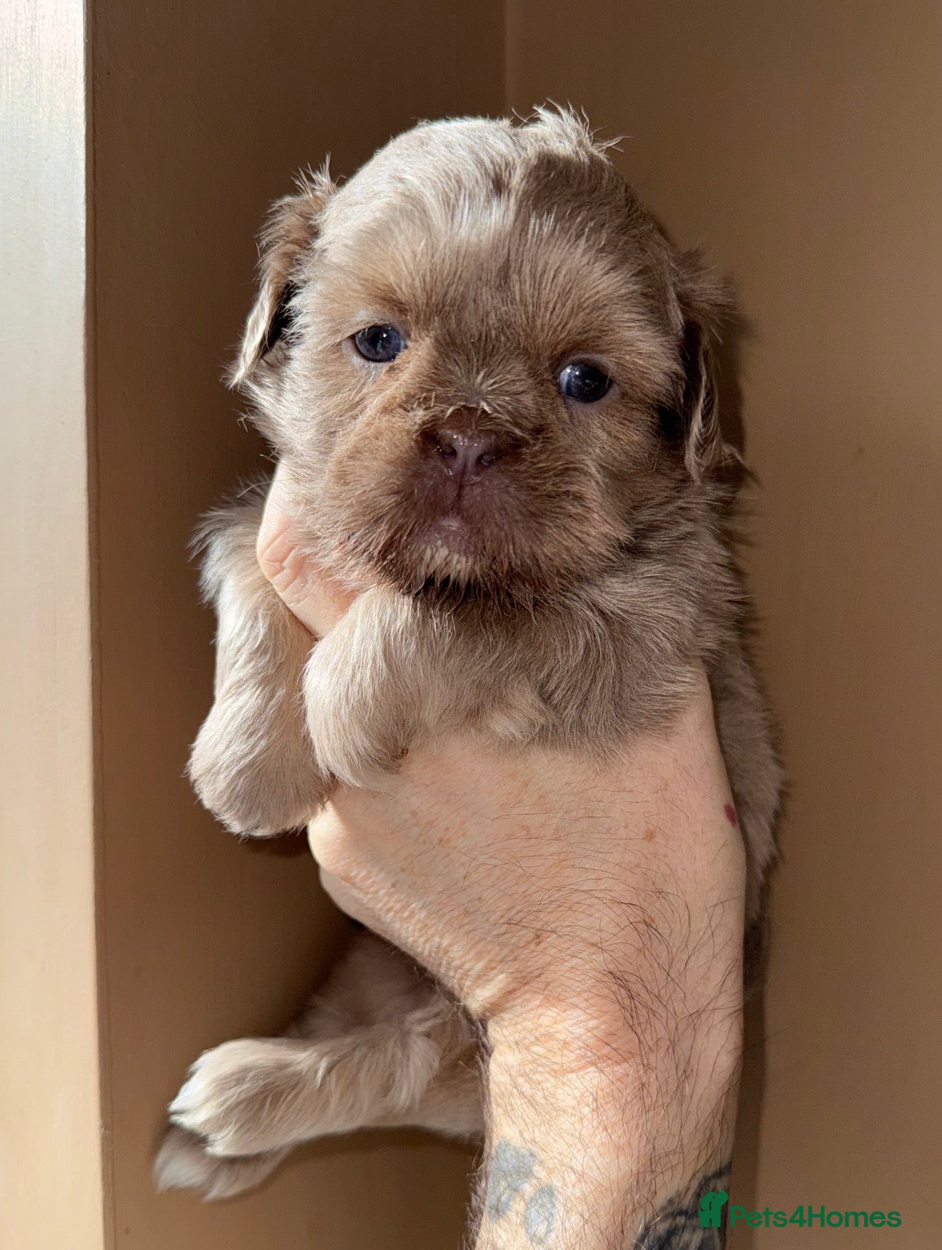 Shih Tzu dogs 💛🧡💜Stunning KC Shih Tzu Puppies🩷🧡💛 - Advert 6