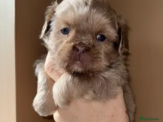 Shih Tzu dogs 💛🧡💜Stunning KC Shih Tzu Puppies🩷🧡💛 - Advert 6