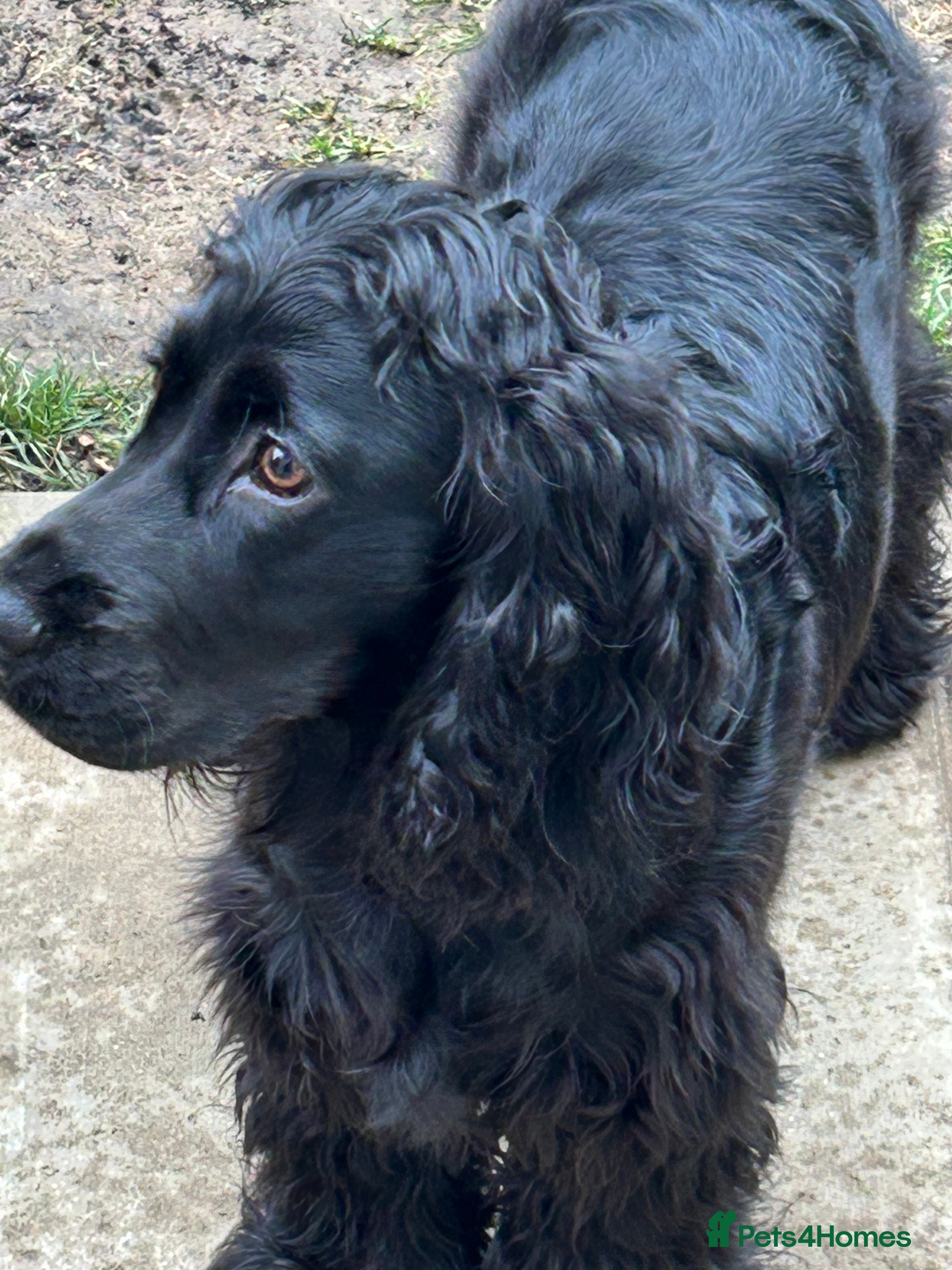 Cocker Spaniel dogs Black male cocker spaniel male - Advert 15