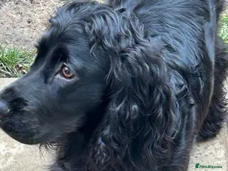 Cocker Spaniel dogs Black male cocker spaniel male - Advert 14