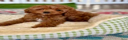 Cavapoo dogs for sale: Outstanding F1 Toy’s - Health Tested - KC parents - Advert 9