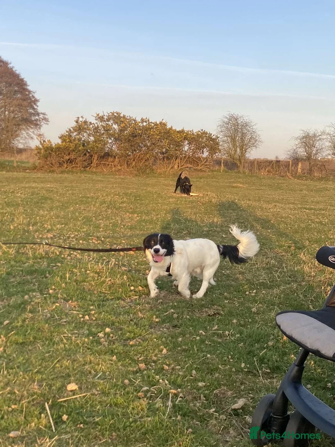 Cocker Spaniel dogs for sale: Rocky  - Advert 2