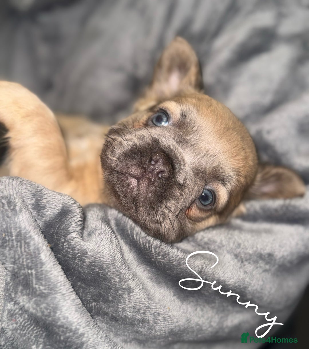 French Bulldog dogs for sale: Fluffy & testable frenchies - Advert 7
