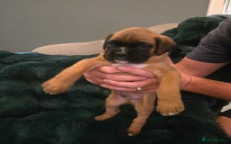 Boxer dogs for sale: KC PEDIGREE BOXER PUPPIES  - Image 16