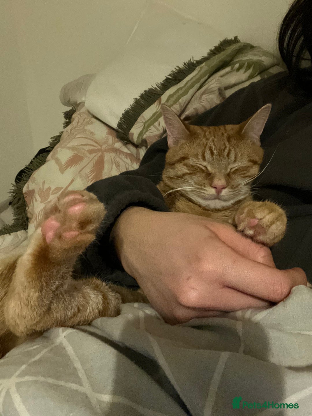 Mixed Breed cats for sale: Peppa and Roni looking for a new loving home! - Advert 15