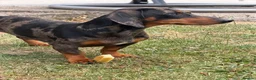 Dachshund dogs for sale: PLEASE READ FULL DESCRIPTION - Dachshund   in Driffield - Advert 4