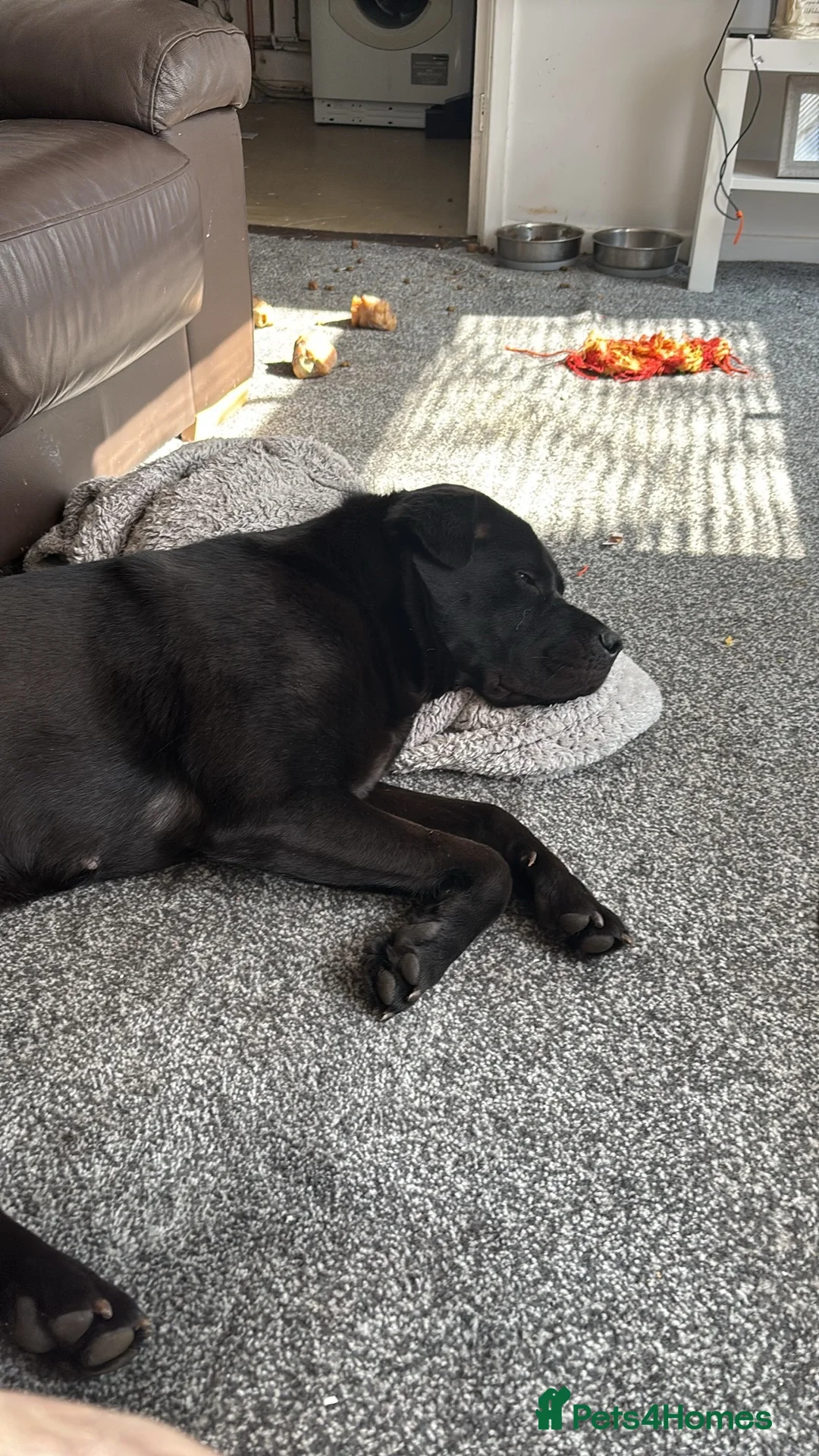 Mixed Breed dogs for sale: 2 year old female cane corso cross shar pei in Warrington - Advert 2