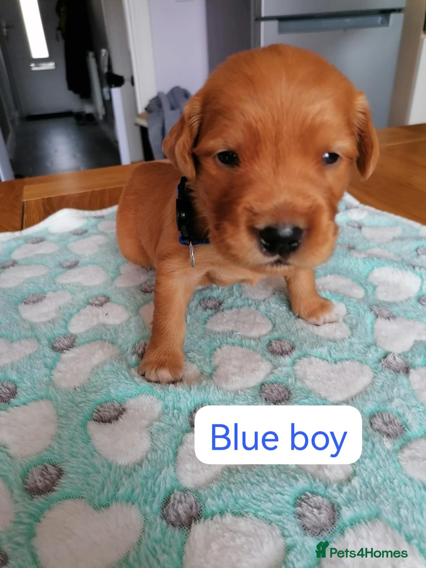 Golden Retriever dogs Exceptional KC registered Golden Retriever puppies - Advert 2