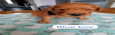 Golden Retriever 5