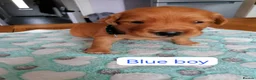 Golden Retriever dogs for sale: Exceptional KC registered Golden Retriever puppies - Advert 10