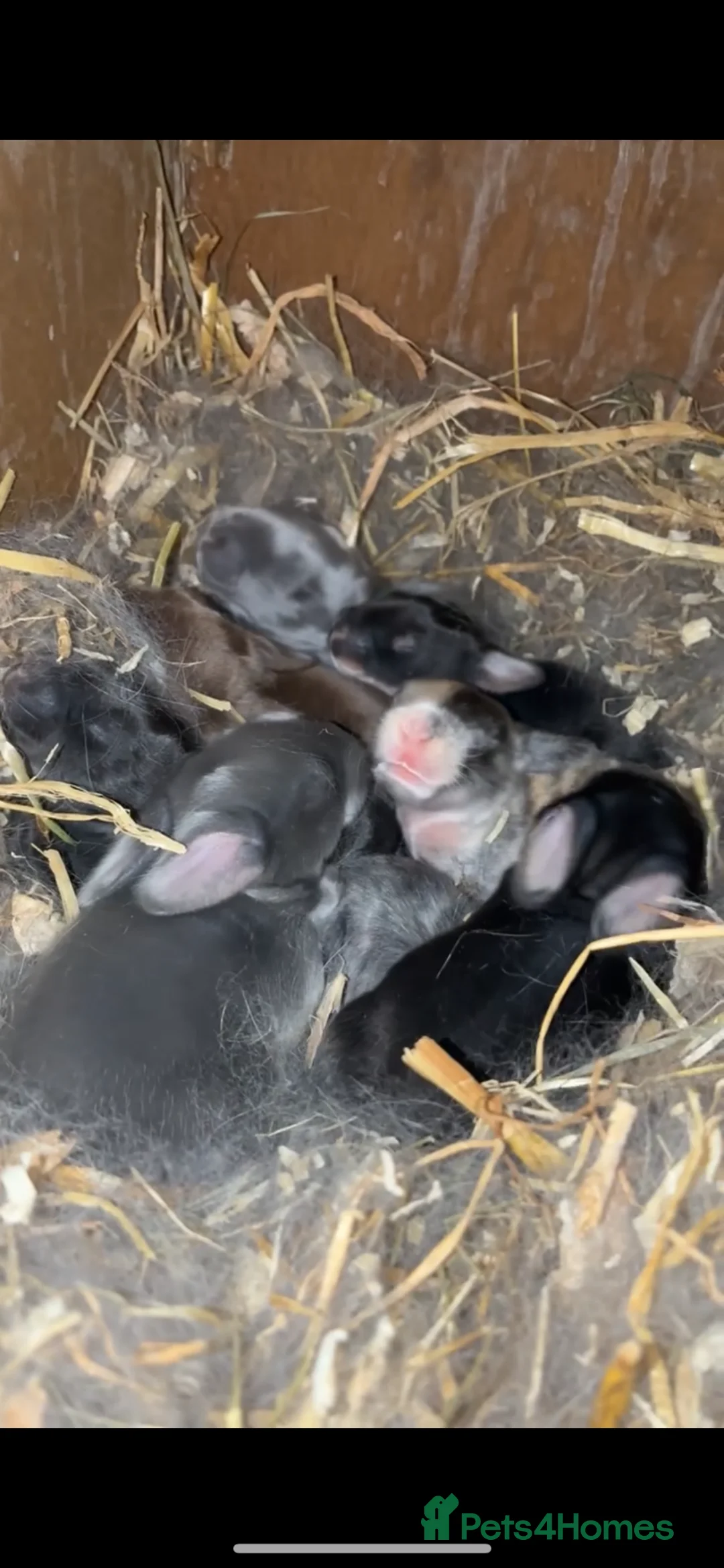 French Lop rabbits for sale: French lop kits ready to reserve !💙💗 - Advert 2