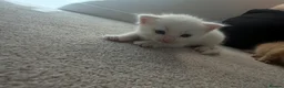 Mixed Breed cats for sale: Kittens - Advert 5