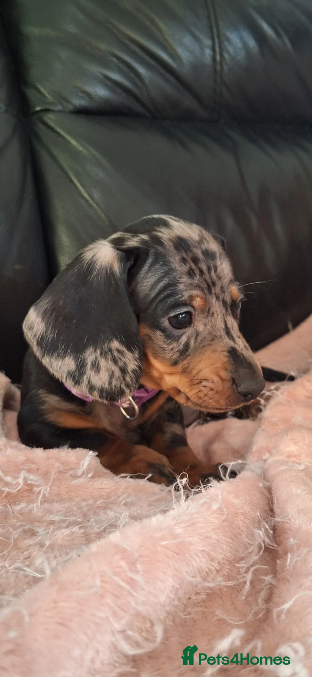 Dachshund dogs for sale: Dachshund ready now  - Advert 1