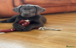 Labrador Retriever dogs for sale: 🩶 Silver & Charcoal Labrador Puppies - Image 11