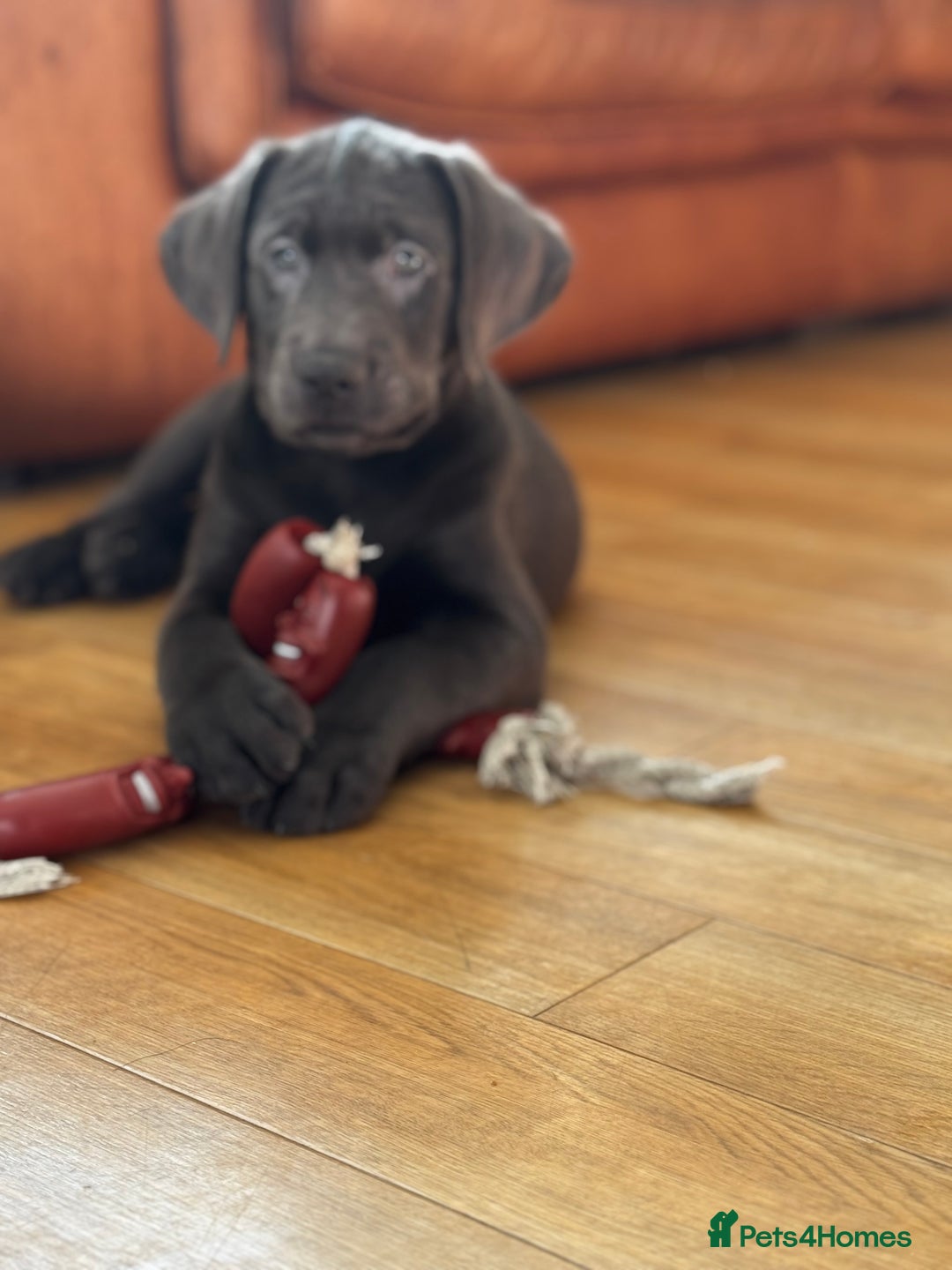 Labrador Retriever dogs for sale: 🩶 Silver & Charcoal Labrador Puppies - Image 11