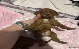 Cockapoo dogs for sale: 10 F1b cockapoo pups for sale  - Advert 15