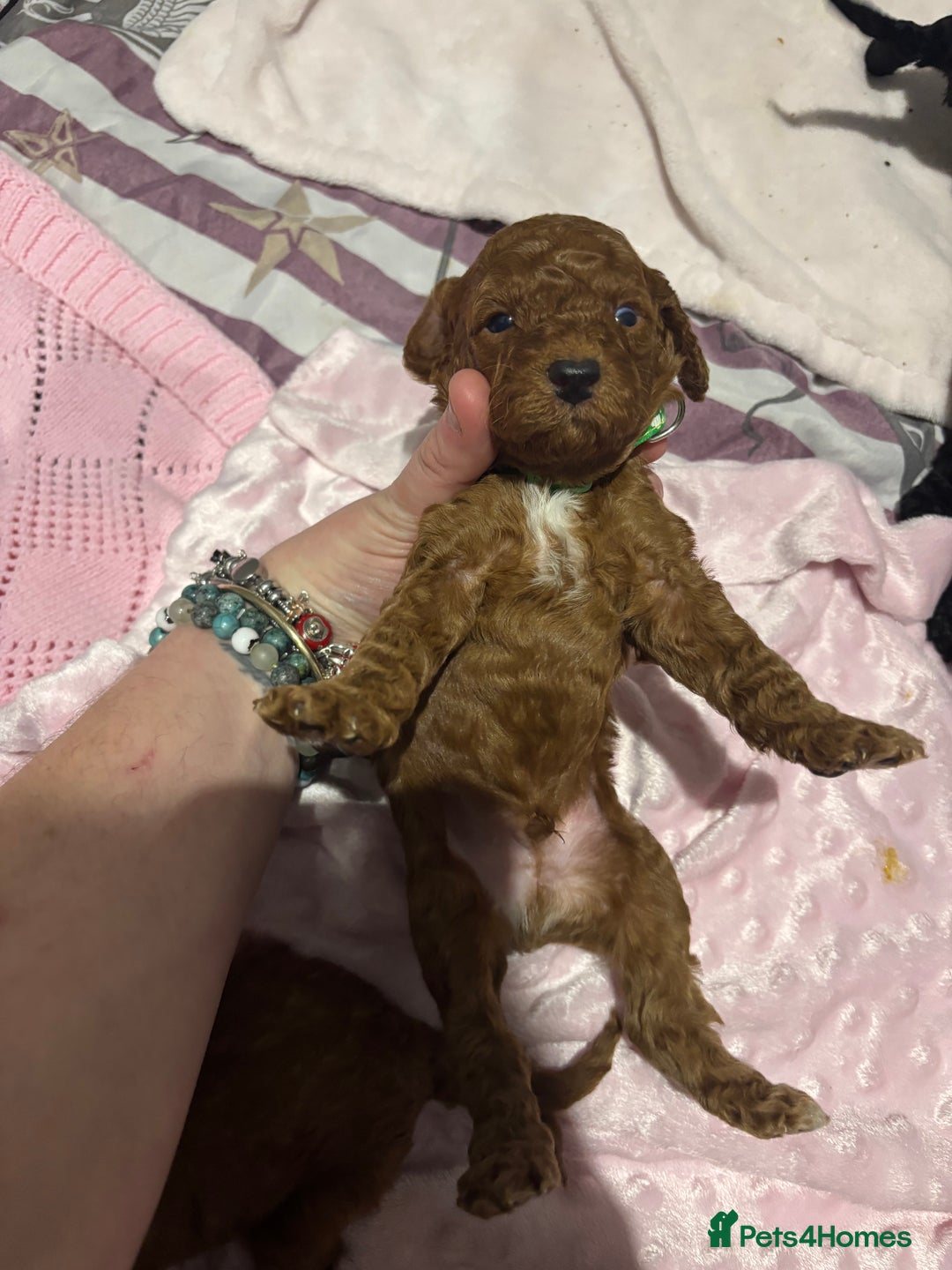 Cockapoo dogs for sale: 10 F1b cockapoo pups for sale  - Advert 15