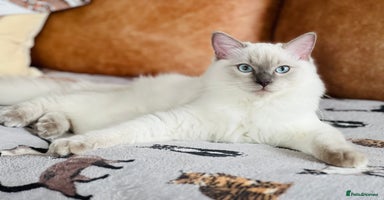 Ragdoll cats in London - Advert 1