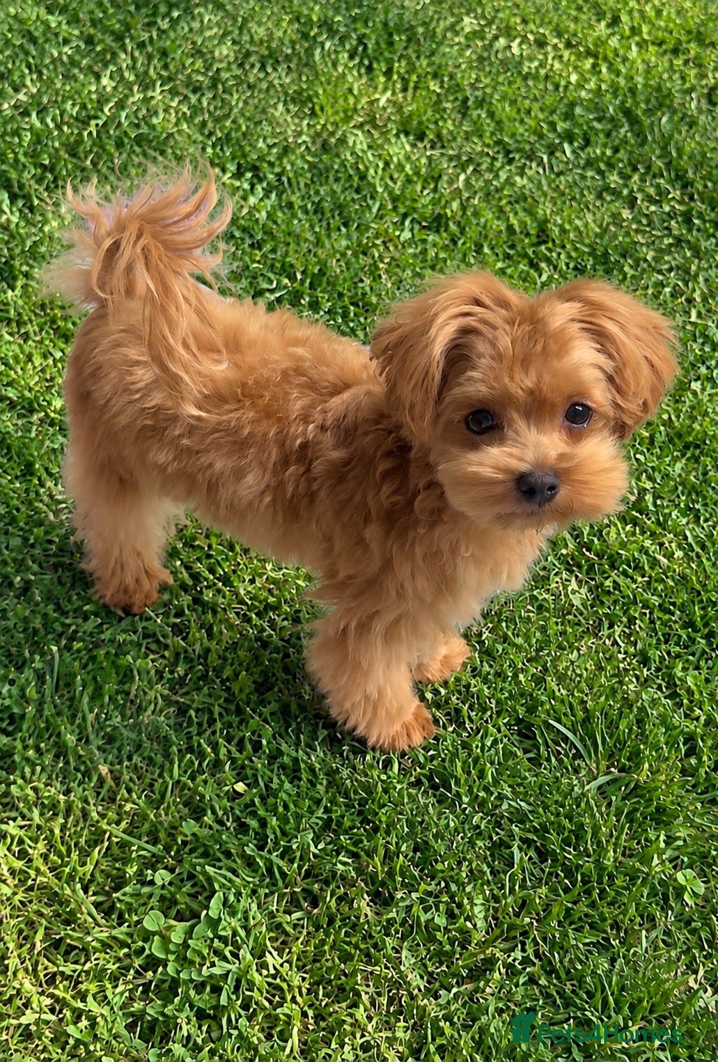 Maltipoo dogs Asian/Korean Maltipoo. DNA tested parents. - Advert 1