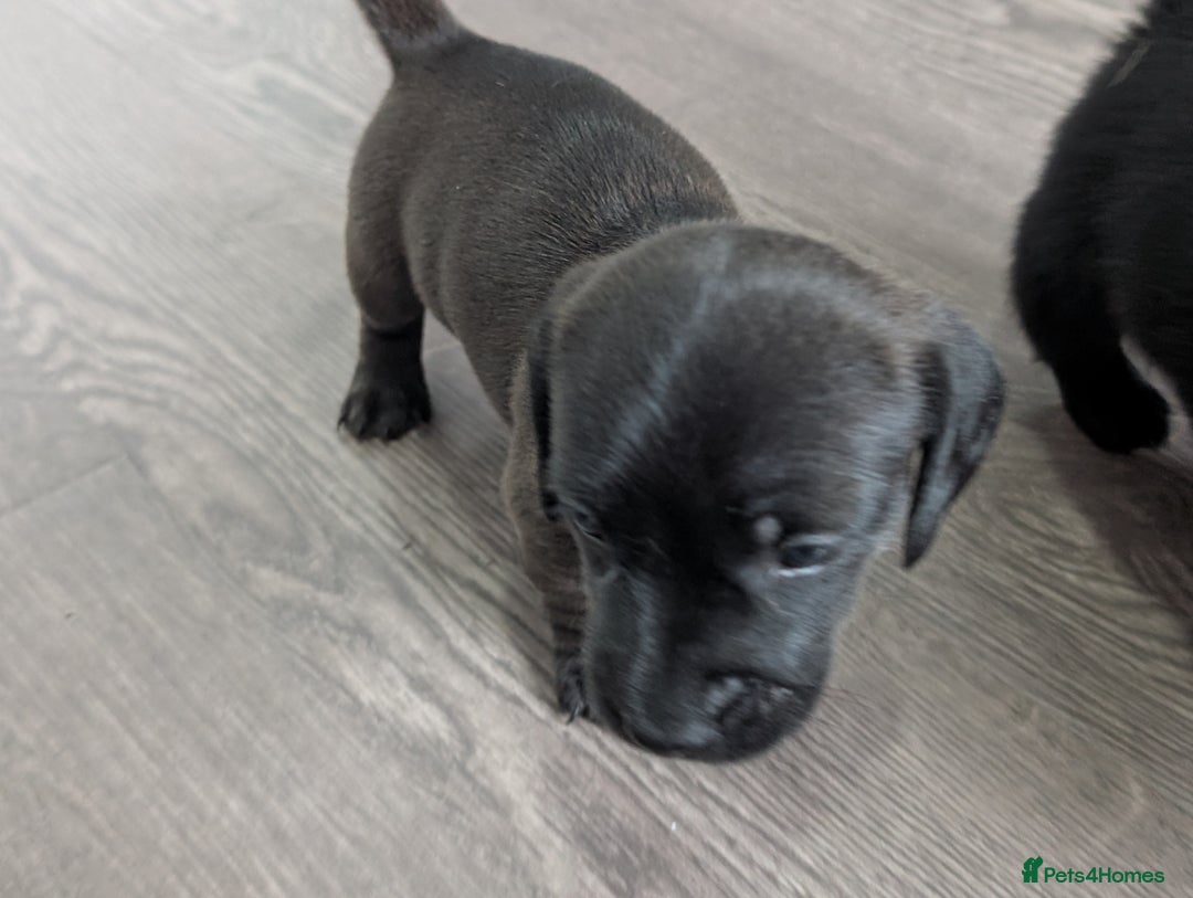 Dachshund dogs for sale: Dachshund x puppies male 2x long haired  - Image 23